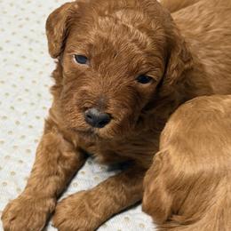 Female 2 - Red  female Poodle puppy in Southwest Ranches, Florida from Herringbone ‘s Poodles
