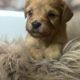 Curios George - Red  male Goldendoodle puppy in Corona, California from SoCalFamilyFrenchies, Doodles and more