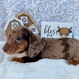 Mark - Dapple male Dachshund puppy in Colbert, Oklahoma from Brooke Crenshaw