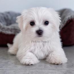 Oakley - White male Maltese puppy in Tampa, Florida from Petite Pawz