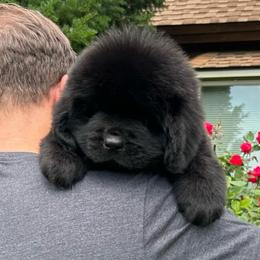 Blue - Black female Newfoundland puppy in New York from Johnson Farms