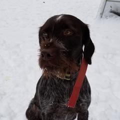 Wirehaired Pointing Griffons from Maine Backwoods Kennel