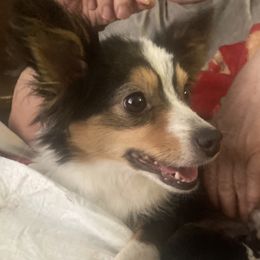 Toy Australian Shepherds from Butte-E-Ful aussies