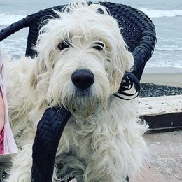 Tux - Goldendoodle