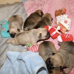 French Bulldog Puppies from Camp Fine Frenchies