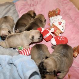 French Bulldog Puppies from Camp Fine Frenchies