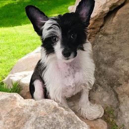 Chinese Crested Puppies from Velvet Cresteds