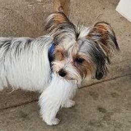 Yorkshire Terriers from Linda Hjelm