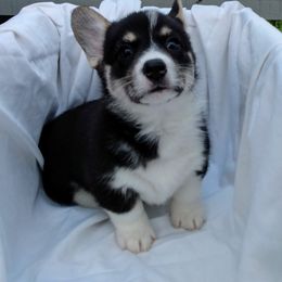 Pembroke Welsh Corgi Puppies from Princess Zelda Corgis