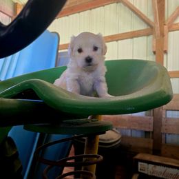 Oliver - White and tan male Maltese puppy in Ludington, Michigan from OT Maltese & Co