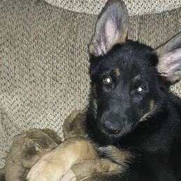 German Shepherds from Tribal Kennels