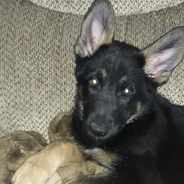 German Shepherds from Tribal Kennels