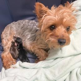 Puppy 2 - Chocolate and tan female Yorkshire Terrier puppy in Clint, Texas from Sun City Yorkies