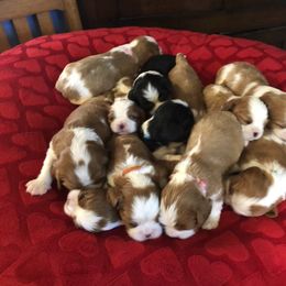 Cavalier King Charles Spaniel Puppies from Evera True Spaniels by Michele True