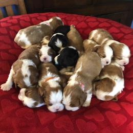 Cavalier King Charles Spaniel Puppies from Evera True Spaniels by Michele True