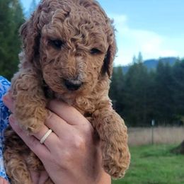 Aussiedoodle and Poodle Puppies from Aussiedoodles by Maggie