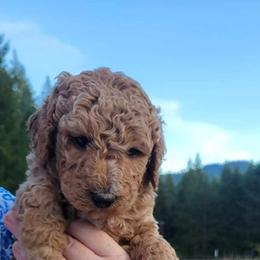 Aussiedoodle and Poodle Puppies from Aussiedoodles by Maggie