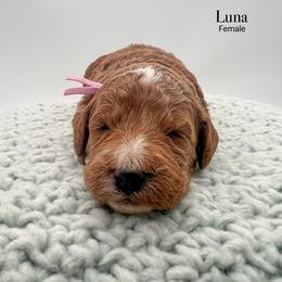 Luna - Red  female Goldendoodle puppy in Sunman, Indiana from Brunsman Country Doodles LLC