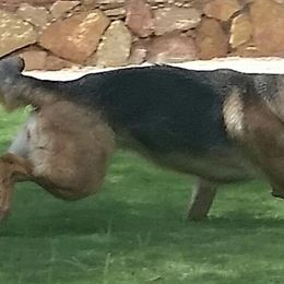 German Shepherds from A Dogs Life Training and Education