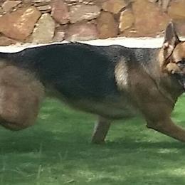 German Shepherds from A Dogs Life Training and Education