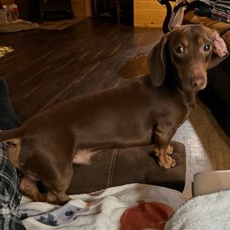Peter - Dachshund