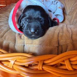 Red collar male - Black male Labrador Retriever puppy in Stafford Township, New Jersey from SommerLabs