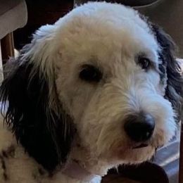 Vivi - Sheepadoodle
