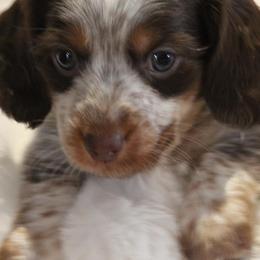 Dachshunds from Murry’s minis