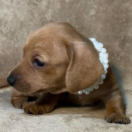 AKC Girl 3 - Cream female Dachshund puppy in Yuma, Arizona from M's puppy love
