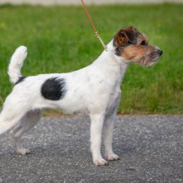 Clover - Jack Russell Terrier