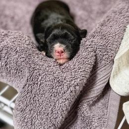 Lowchen Puppies from Magick Lowchen