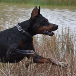 Ace - Doberman Pinscher