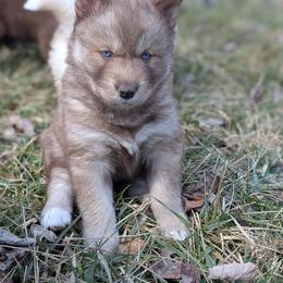 Caramello - Red and white female Siberian Husky puppy in Coshocton, Ohio from Wyant Farms