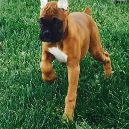 Boxer Puppies from Venician Boxers