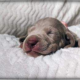 Girl 2 - Silver gray Weimaraner puppy in Jupiter, Florida from Khepri Weimaraners