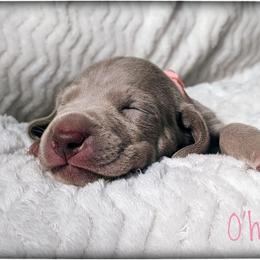 Girl 2 - Silver gray Weimaraner puppy in Jupiter, Florida from Khepri Weimaraners