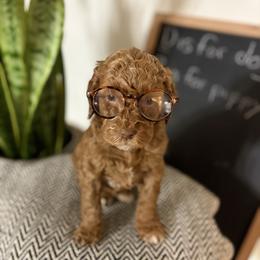 Boy 2 - Apricot male Goldendoodle puppy in Washington, Illinois from Lola Bear Goldendoodles
