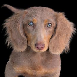 Teddy - Dachshund
