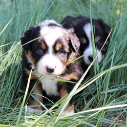 Australian Shepherd Puppies from Frying Pan Ranch Australian Shepherds
