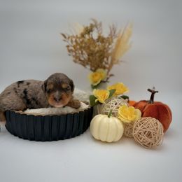 Dancer - Bernedoodle puppy from Shadow Kennels