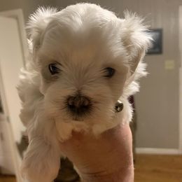 Maltese from Babin's Maltese and Poodles