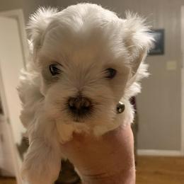 Maltese from Babin's Maltese and Poodles
