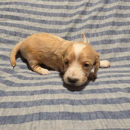 AKC Purple Collar - Piebald female Dachshund puppy in Mesa, Arizona from Diamondback Doxie