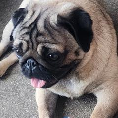 Gretel Grumbledore - Pug