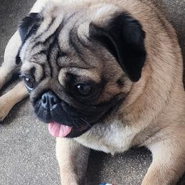 Gretel Grumbledore - Pug