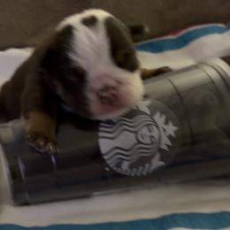 Mocha Man - Chocolate tri-color male Bulldog puppy in Alexandria, Virginia from Stacey D’s Bulldogs