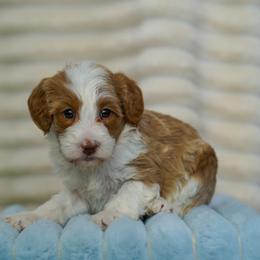 Kelce - Yellow and white female Bernedoodle puppy in Dundee, Ohio from Down Home Doodle