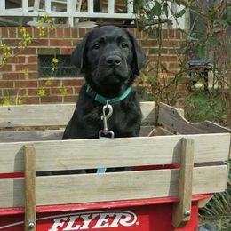 Golden Retriever Puppies from Cci