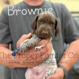 Brownie - Liver roan male German Shorthaired Pointer puppy in Six Mile, South Carolina from The Proper Pointer Co.