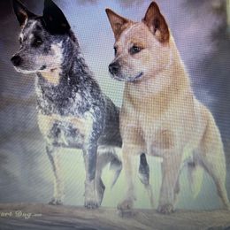 Rain - Australian Cattle Dog